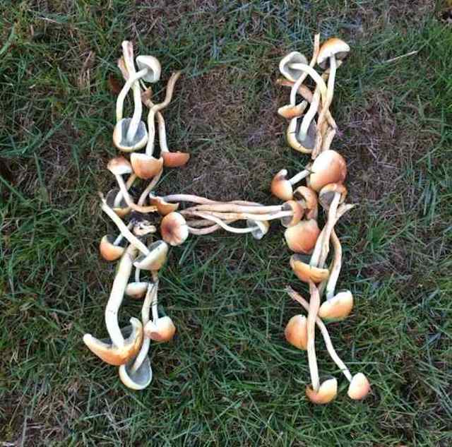Mindful forest bathing monogram with fungi