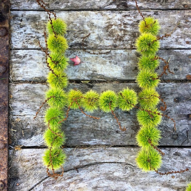 Mindful forest bathing monogram with seedheads