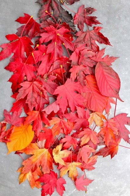 Mindful forest bathing ombre hue of leaves