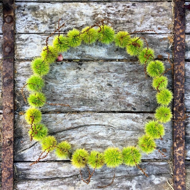 make a perfect circle using seedheads while mindfully forest bathing